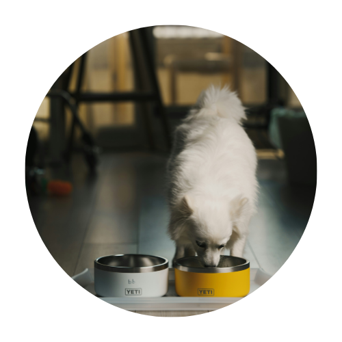 Pets Bowls
