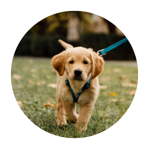 Pets Leashes